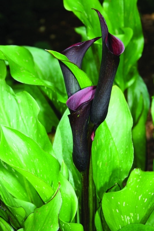 Image of Zantedeschia 'Black Star' PP 14,844|Juniper Level Botanic Gdn, NC|JLBG