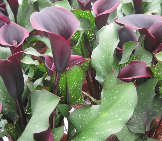 Image of Zantedeschia 'Captain Camaro'|Ednie Flower Bulb, OR|Ednie Flower Bulb, Inc.