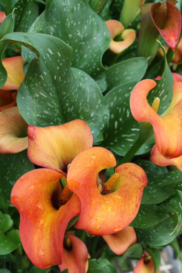 Image of Zantedeschia 'Captain Murano'|Juniper Level Botanic Gdn, NC|JLBG
