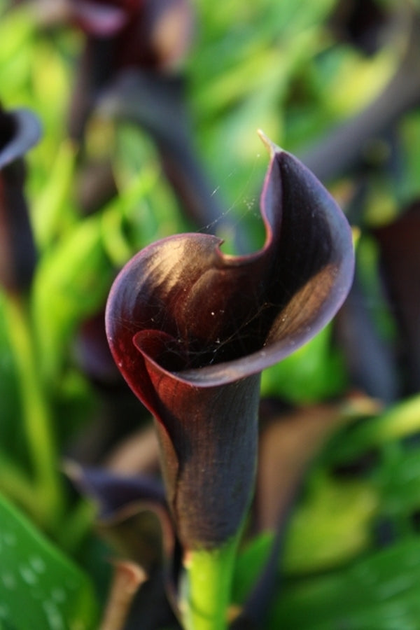 Image of Zantedeschia 'Odessa'|Juniper Level Botanic Gdn, NC|JLBG