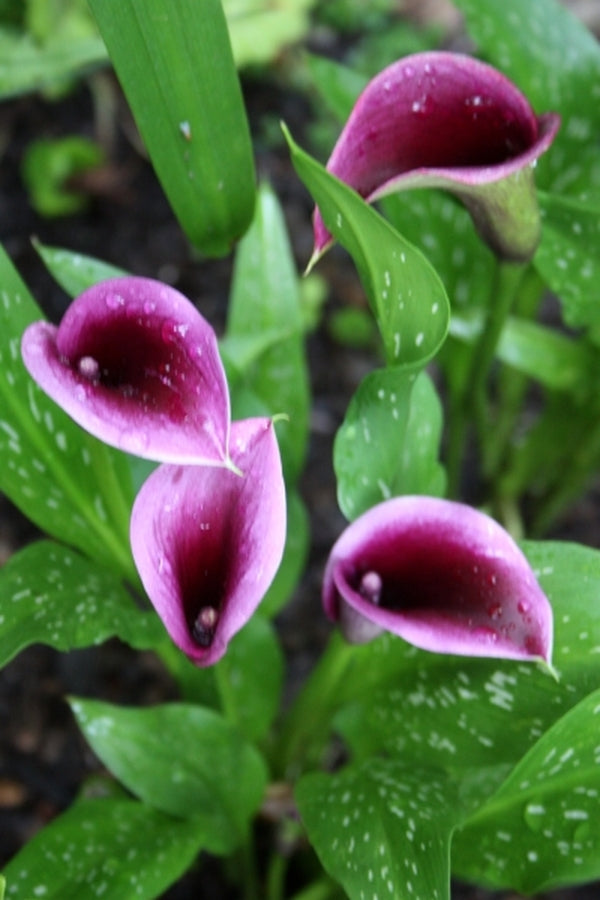 Image of Zantedeschia 'Paco'|Juniper Level Botanic Gdn, NC|JLBG