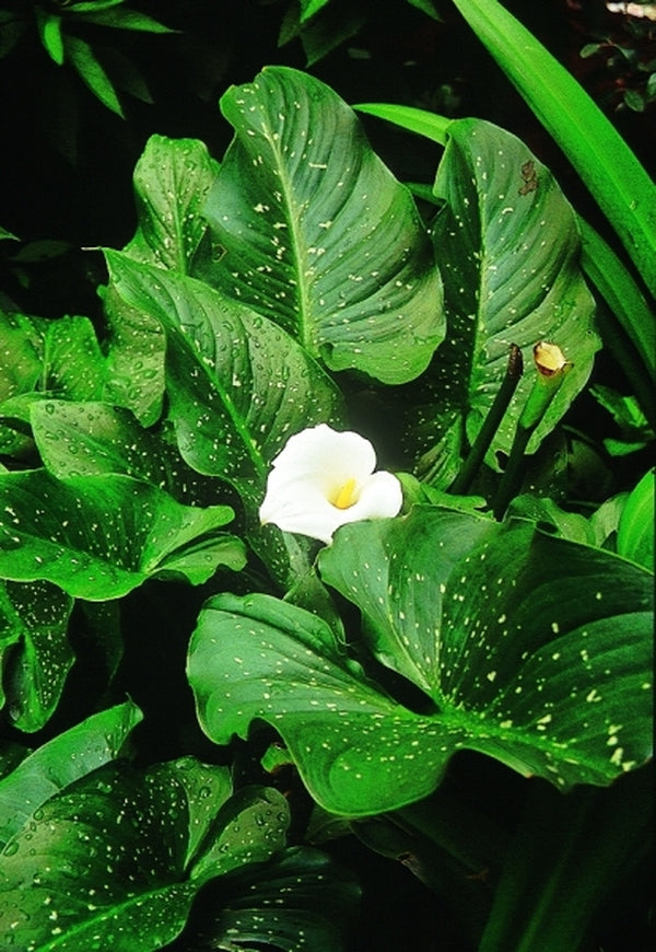 Image of Zantedeschia aethiopica 'Whipped Cream'taken at Juniper Level Botanic Gdn, NC by JLBG