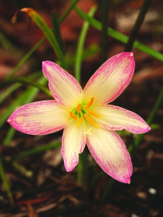Image of Zephyranthes 'Fantasy Island'taken at Juniper Level Botanic Gdn, NC by JLBG