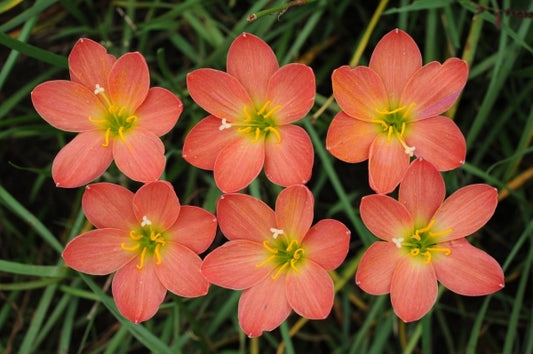 Image of Zephyranthes 'Scarlet Pimpernel'|F. Marta Gdn, Indonesia|F. Marta