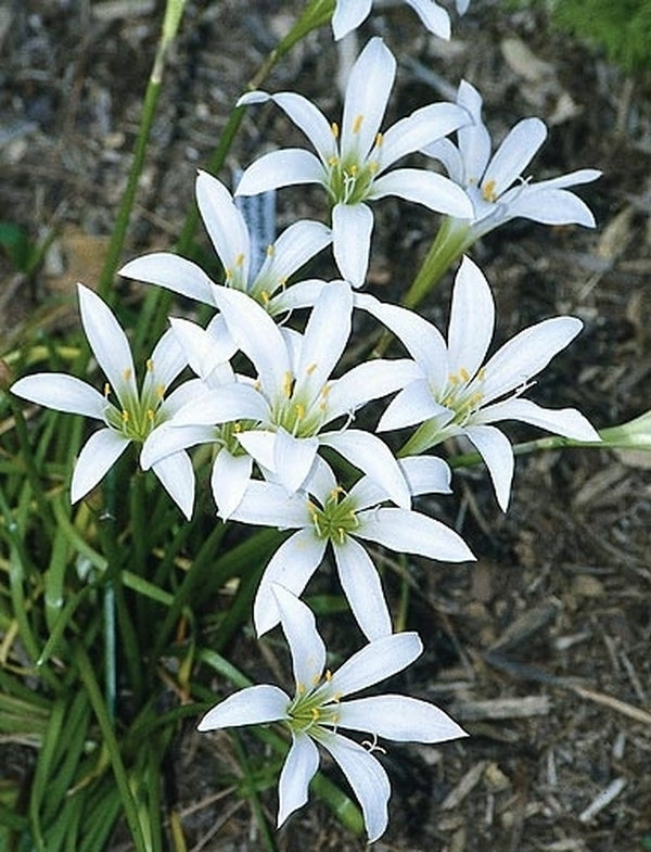Image of Zephyranthes atamasca|Juniper Level Botanic Gdn, NC|JLBG