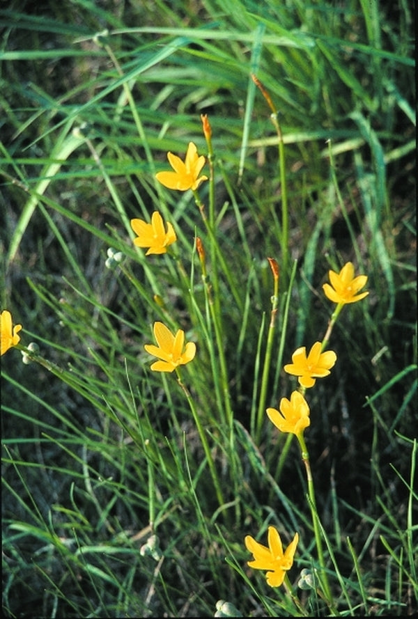 Image of Zephyranthes jonesii coll. #A1T-038|In Situ, Refugio, TX|