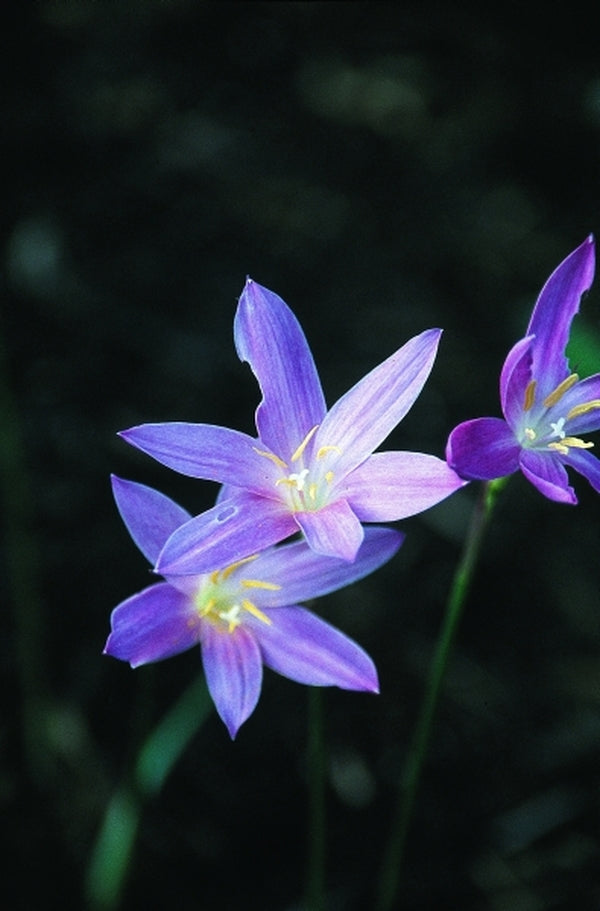 Image of Zephyranthes macrosiphon|Juniper Level Botanic Gdn, NC|JLBG