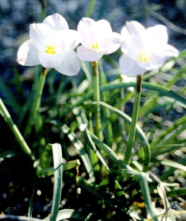 Image of Zephyranthes morrisclintii 'Redneck Romance'|Juniper Level Botanic Gdn, NC|JLBG