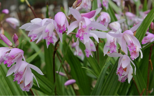 Orchid Fervor