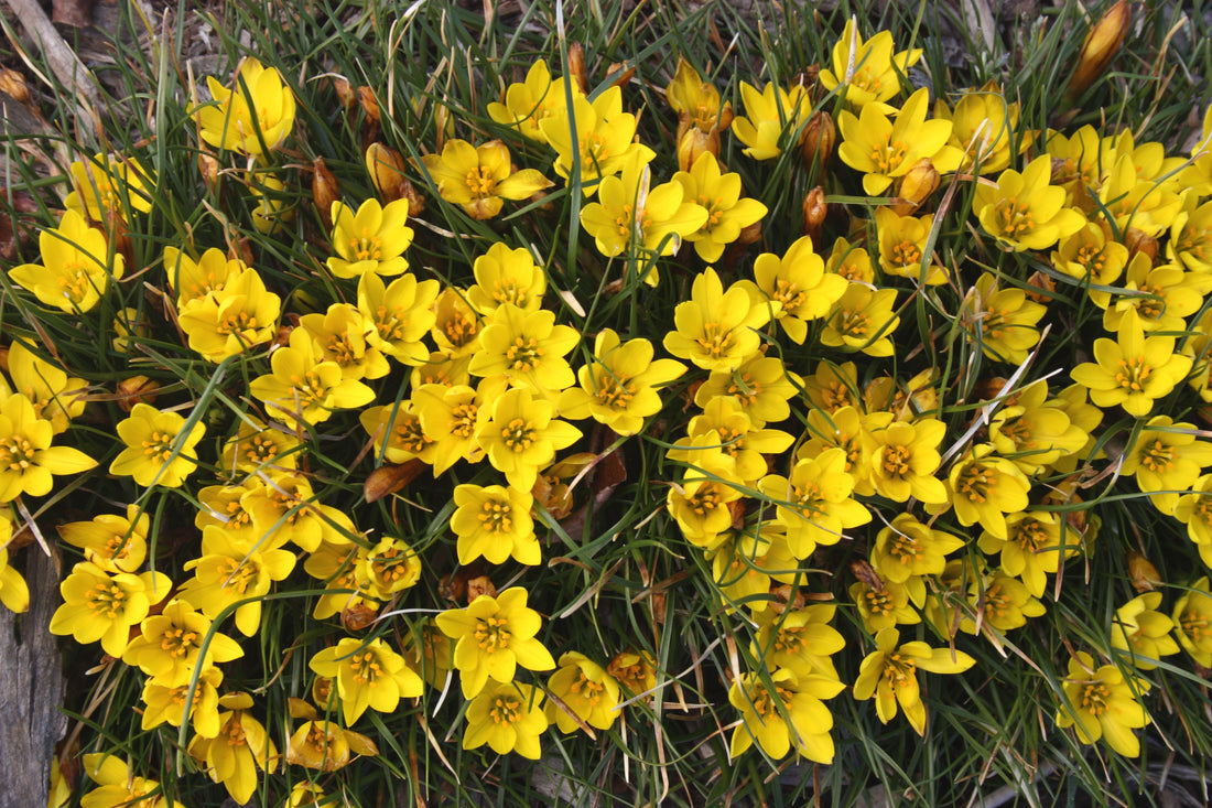 Plants That Pass the Sniff Test