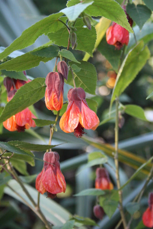 Buy the Best Flowers for Sun Including Wonderful Fall Perennials