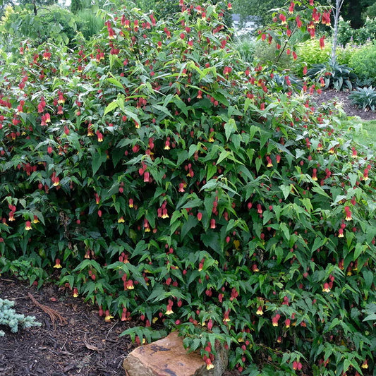 Perennial Flowers that Bloom All Summer