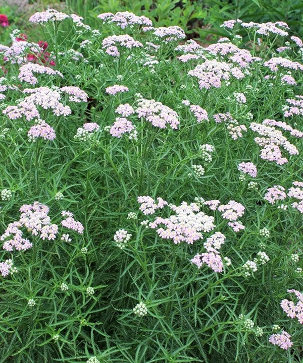 Buying Perennials from Mail Order Plant Catalogs