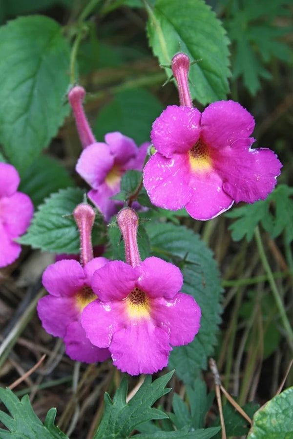 Find the Newest Plants Online From Plant Delights Nursery