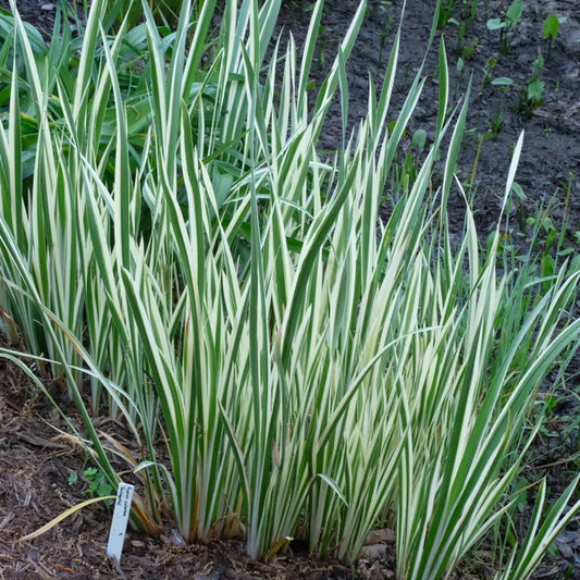 Searching for Native Plant Nurseries