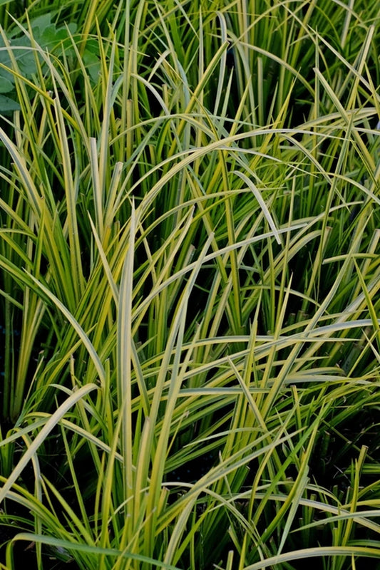 It's Not Easy Being Variegated