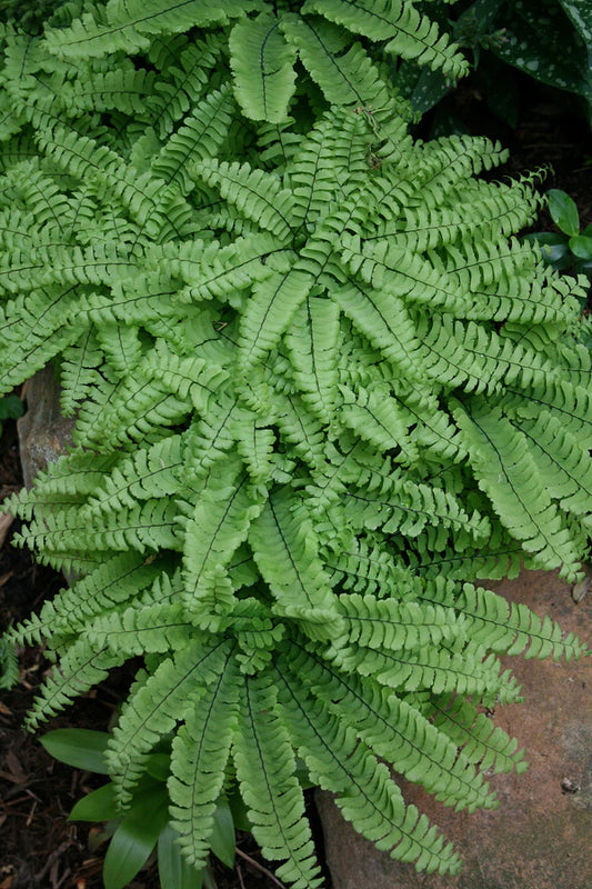 Garden Ferns