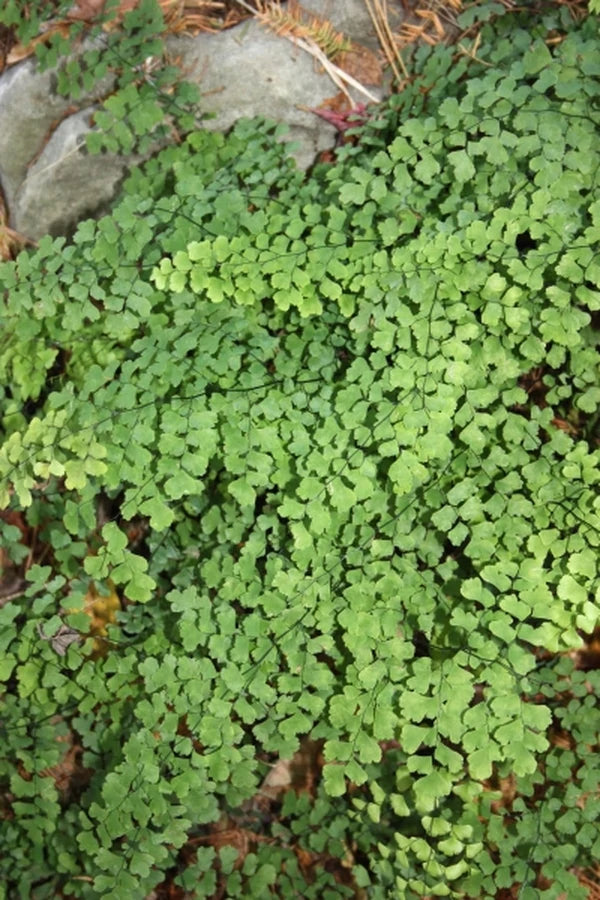 Add Charm To Your Garden With Ferns