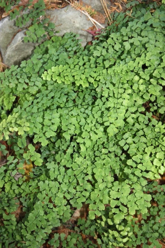 Add Charm To Your Garden With Ferns