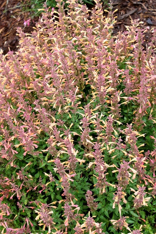 Native Plant Nurseries