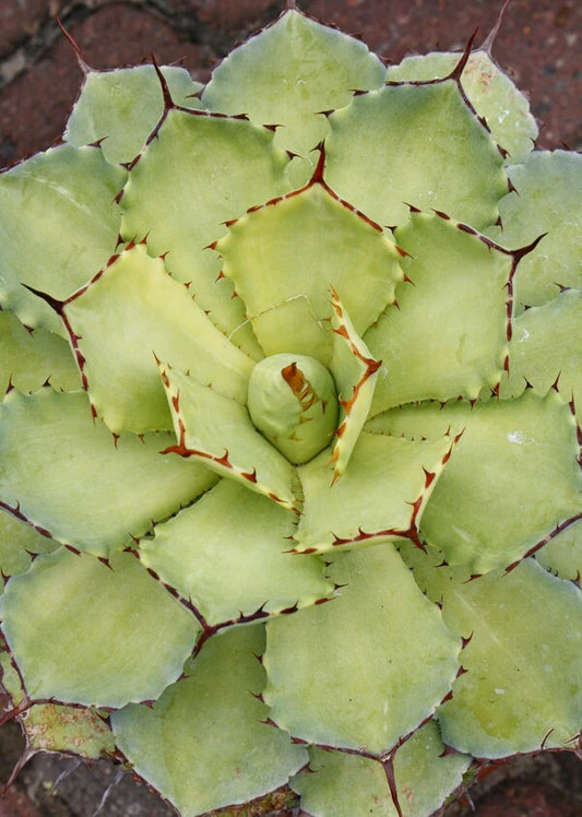 Choose from a Wide Selection of Perennial Plants
