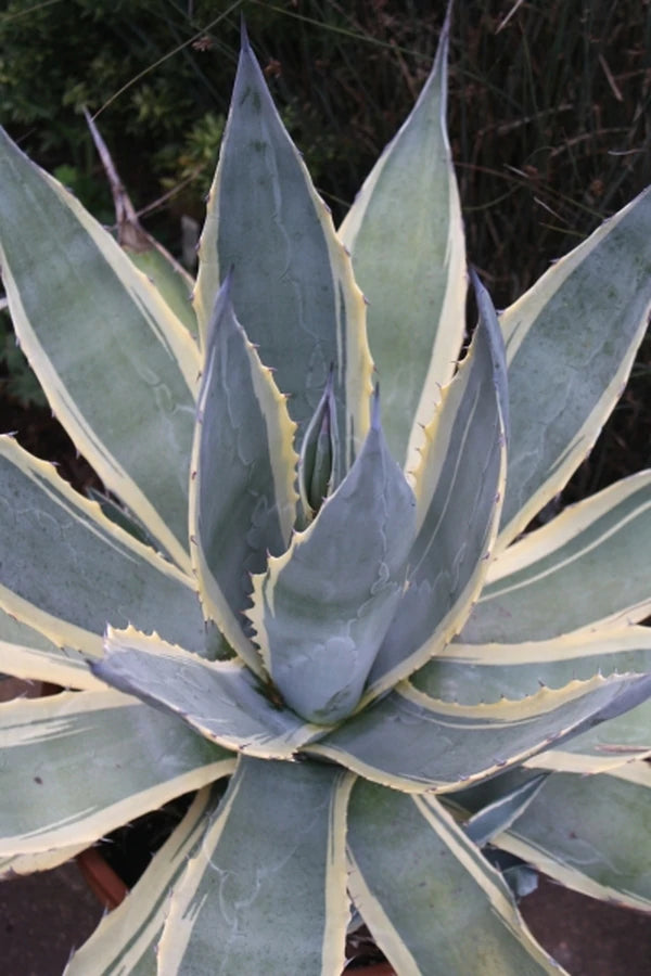 Find the Perfect Native Plant for Your Garden at Plant Delights Nursery, Inc.
