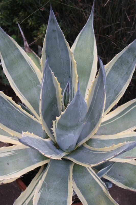 Find the Perfect Native Plant for Your Garden at Plant Delights Nursery, Inc.