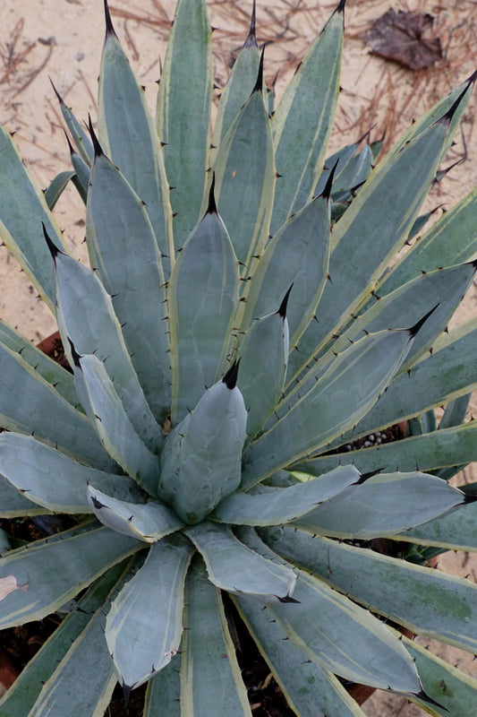 Choosing a Native Plant for Your Garden Area