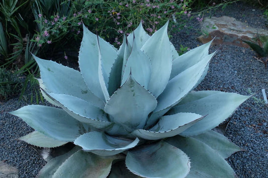 Xeriscape Plants and other Perennials for Full Sun