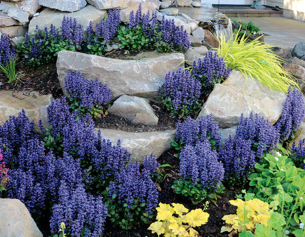 Shade Flowering Perennials