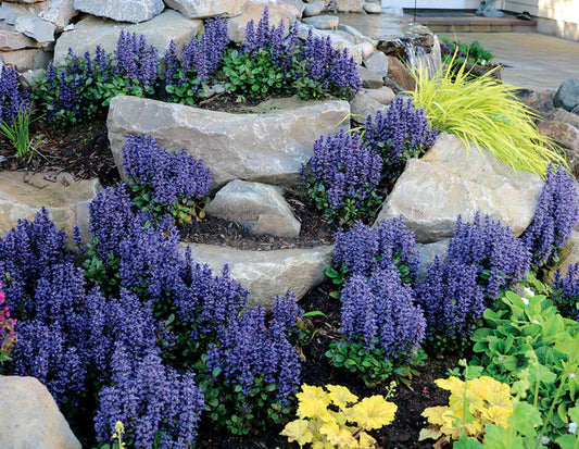 Shade Flowering Perennials