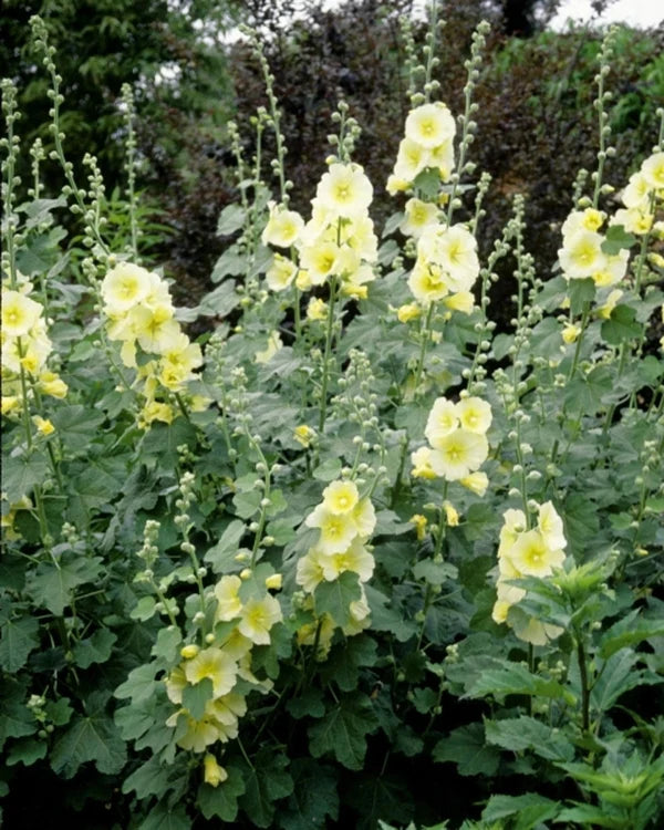 Selecting Cottage Garden Flowers and Other Part Sun Perennials