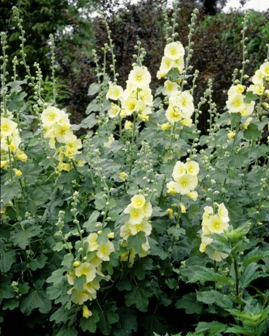 Selecting Cottage Garden Flowers and Other Part Sun Perennials