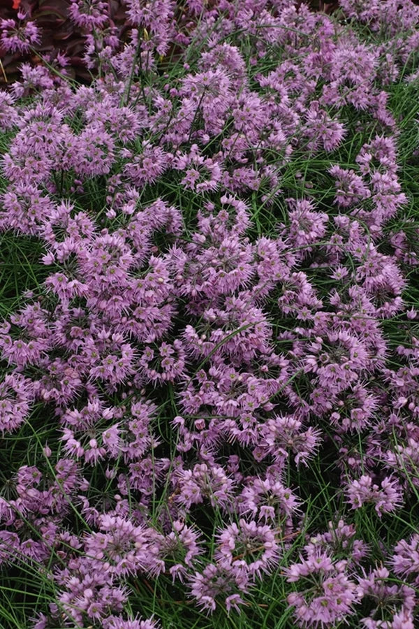Where to Buy Rare Plants