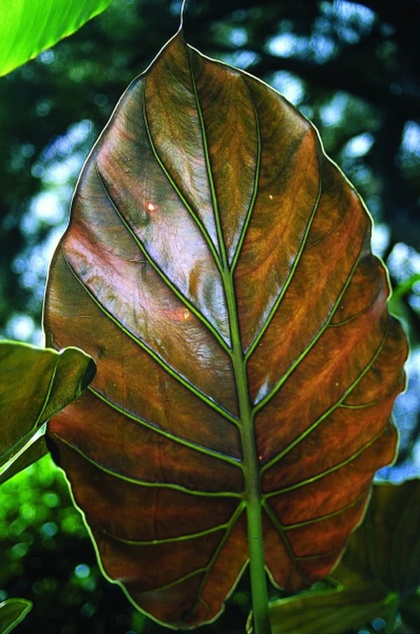 Create a Lovely Woodland Garden With These Shade Perennials