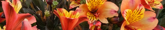 Tips for Ordering Garden Perennials Online