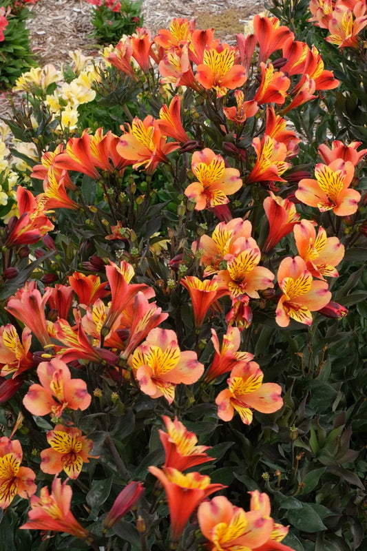 The Best New Plants Online