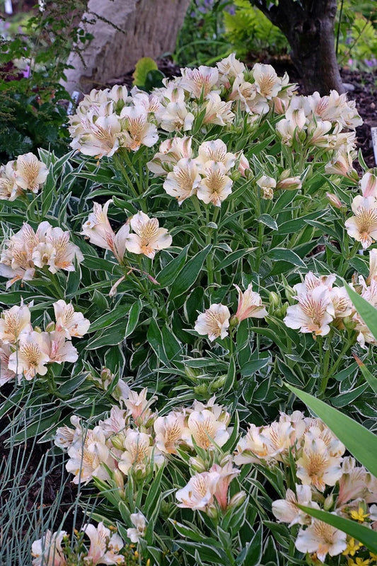 Buying Perennials from an Online Nursery