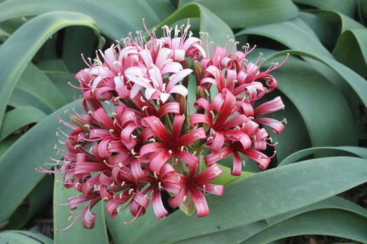 Buy Perennial Plants from an Online Nursery
