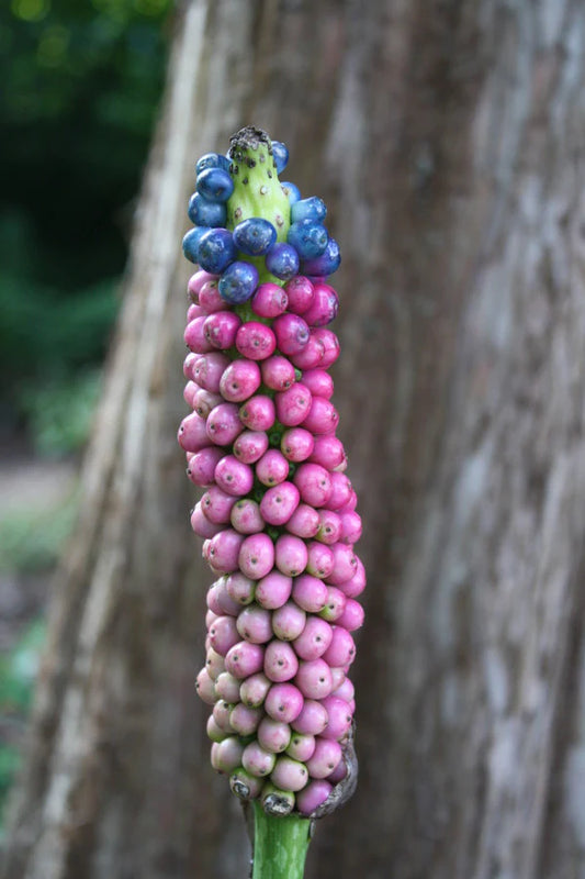 Choosing Perennial Plants That Suit Your Garden and Your Personality