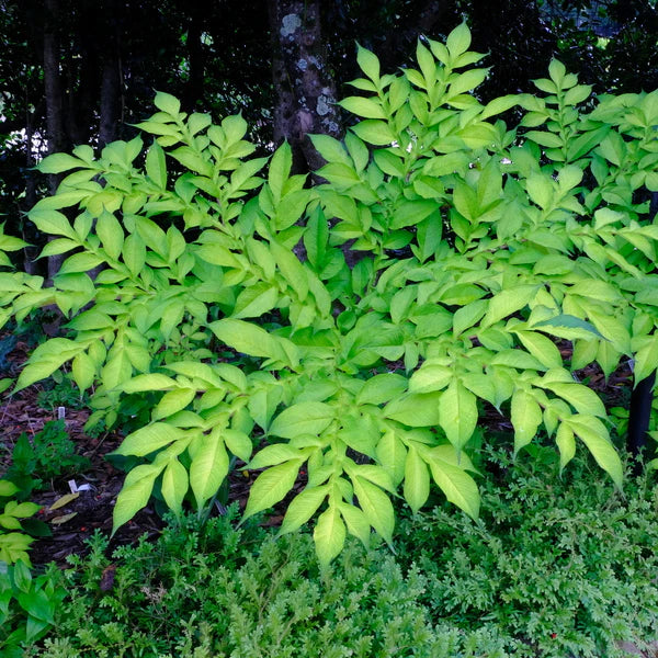 Amorphophallus - Winter Hardy Voodoo Lilies for the Perennial Garden
