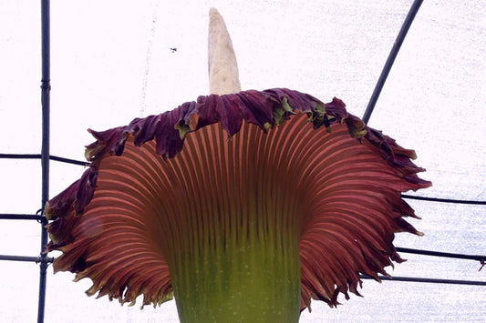 How to Grow Amorphophallus titanum