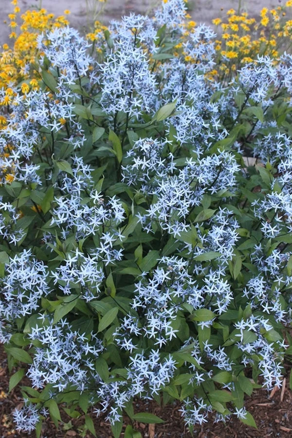 Why Avid Gardeners Prefer Native Plant Nurseries