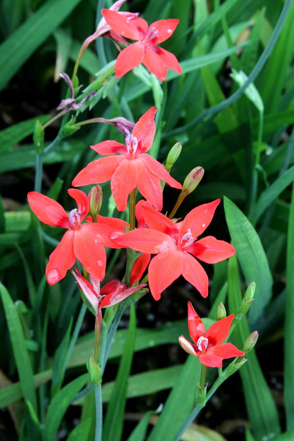 Great Garden Plants from Online Nurseries