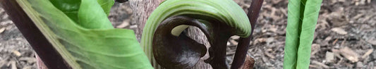 The Beginner's Guide to Growing Jack-in-the-pulpit Plants