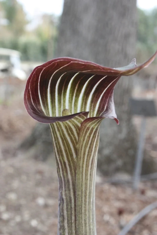 Coneflowers & Jack in the Pulpits for the Perennial Garden