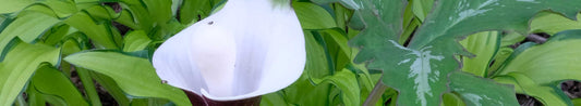 Arisaema, Arisaema, Arisaema