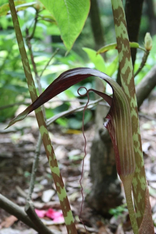 The Beautiful and Exotic Jack in the Pulpit