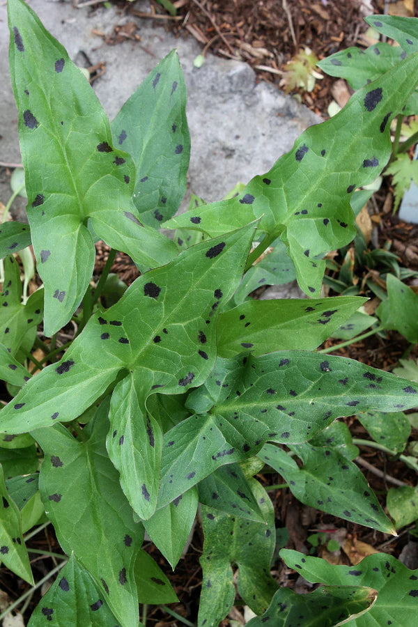 Drought Resistant Plants for Shade