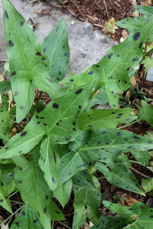 Drought Resistant Plants for Shade